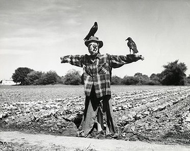 Corvidae and Scarecrow